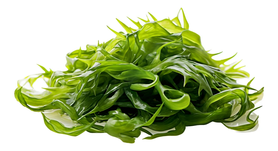 Fresh green seaweed pile isolated on white background