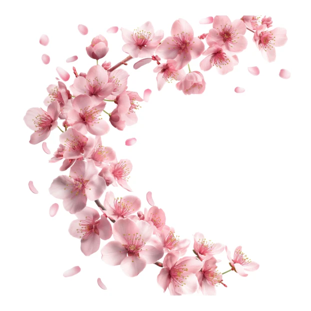 Pink cherry blossom branch in crescent shape on white background