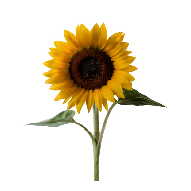 Single yellow sunflower with stem isolated on white background
