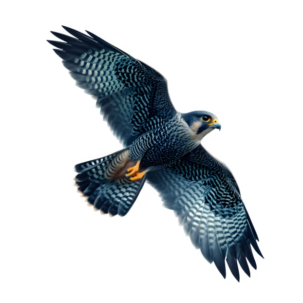 Peregrine falcon in flight isolated on white background