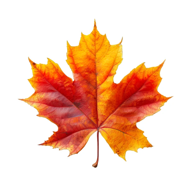 Vibrant autumn maple leaf isolated on white background