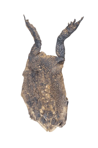 Dried toad skin isolated on white background