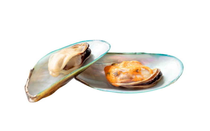 Cooked New Zealand green-lipped mussels isolated on white background
