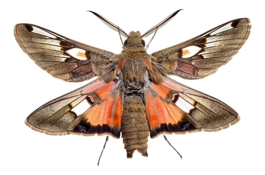 Detailed moth with spread orange and brown wings on white