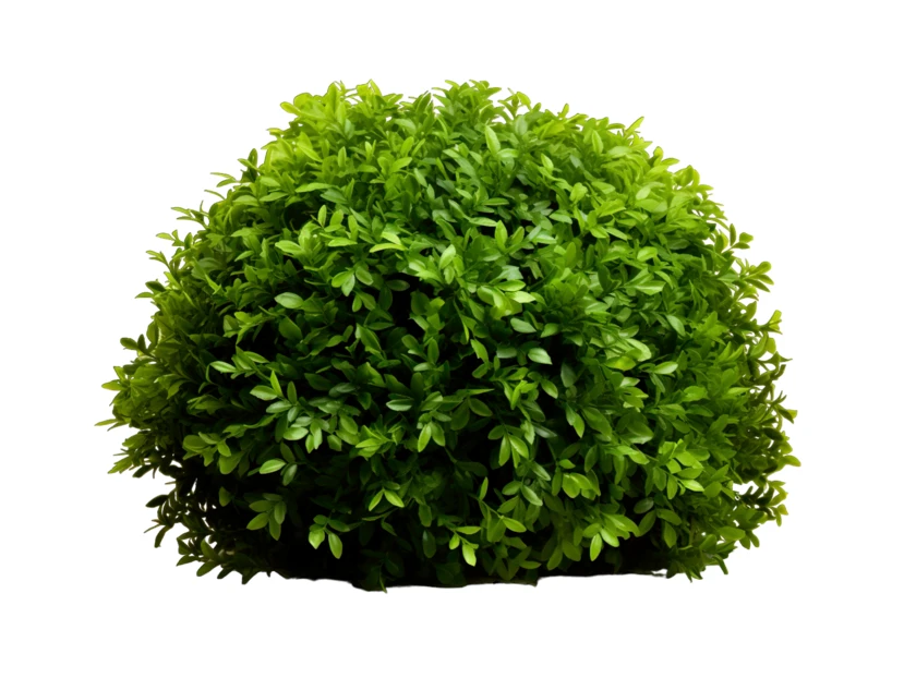 Round green garden bush isolated on white background