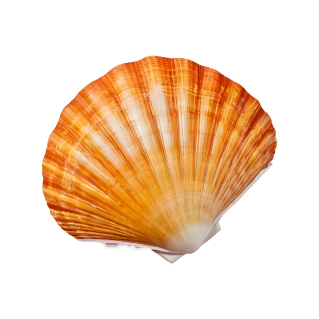Single orange scallop shell isolated on white background