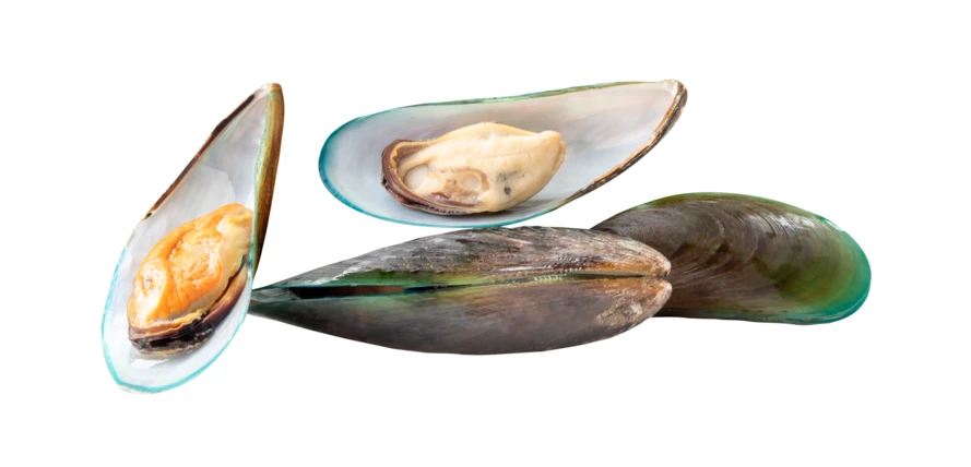 Fresh green-lipped mussels isolated on white background