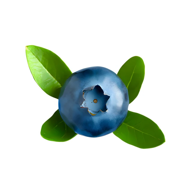 Single fresh blueberry with green leaves isolated on white