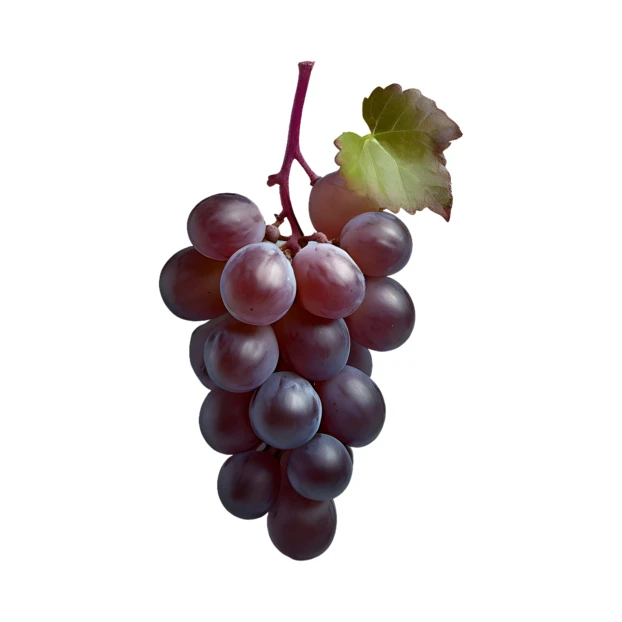 Bunch of fresh red grapes with leaf isolated on white