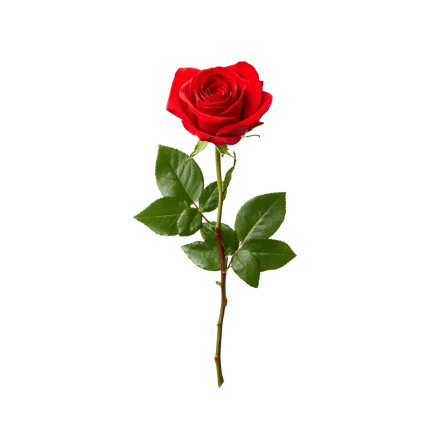 Single long stem red rose isolated on white background