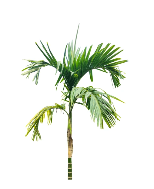 Single tropical palm tree isolated on white background