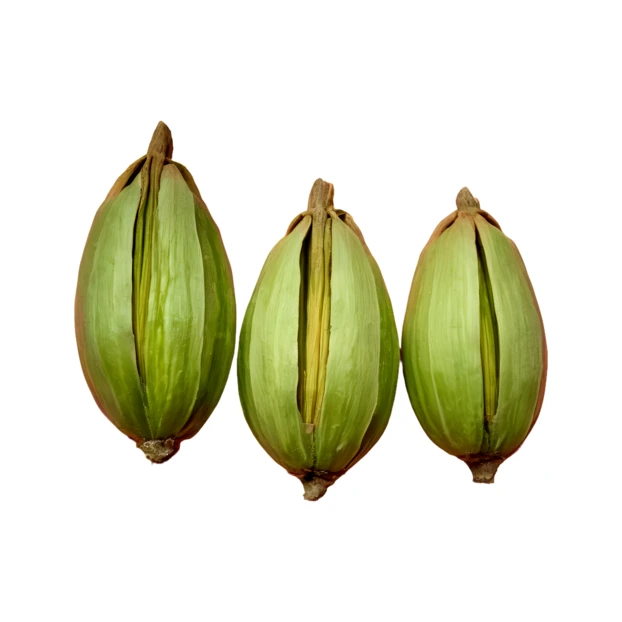 Three green betel nuts in husks isolated on white