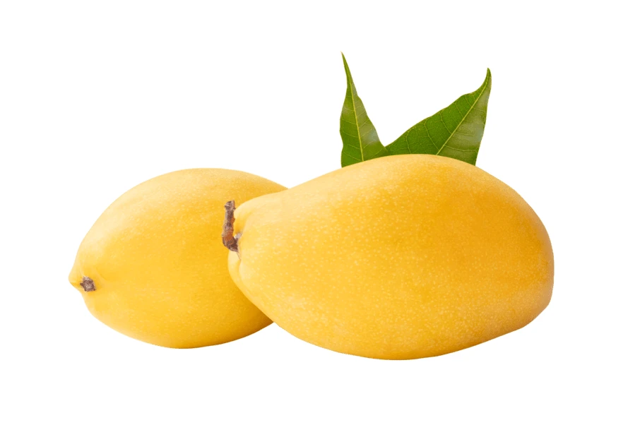 Two ripe yellow mangoes with leaves isolated on white