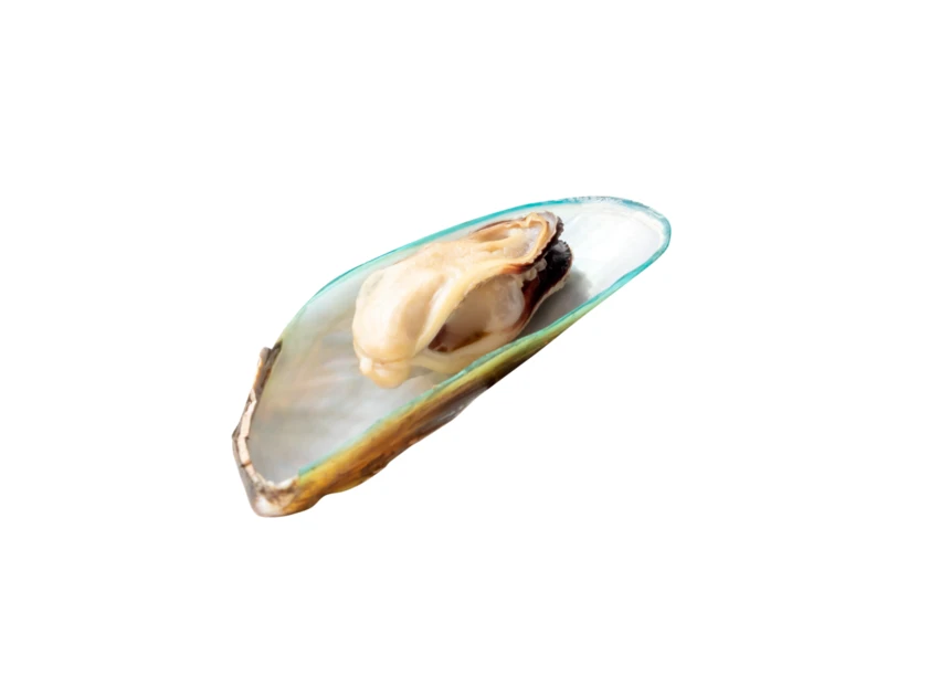 Fresh green-lipped mussel on half shell isolated on white