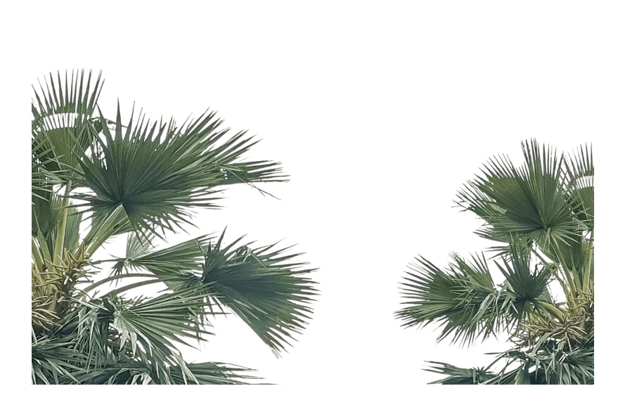 Green fan palm tree leaves isolated on white background