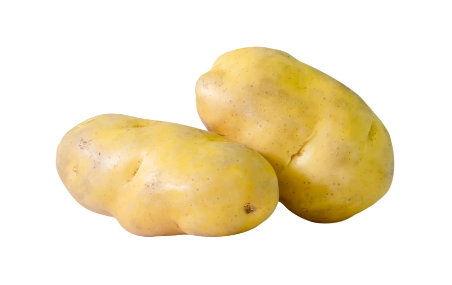 Two raw yellow potatoes isolated on white background
