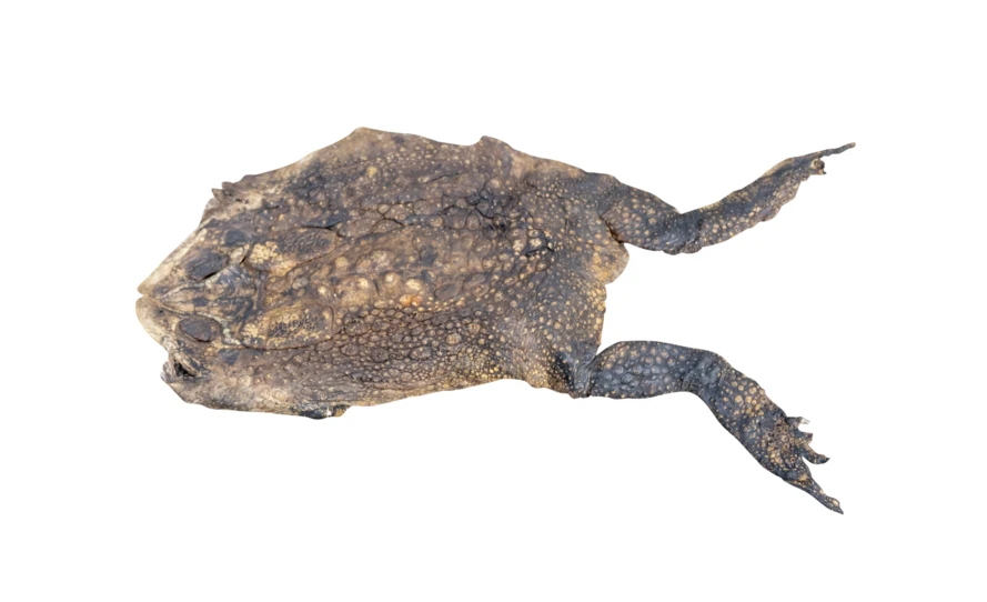 Dried Surinam toad specimen isolated on white background