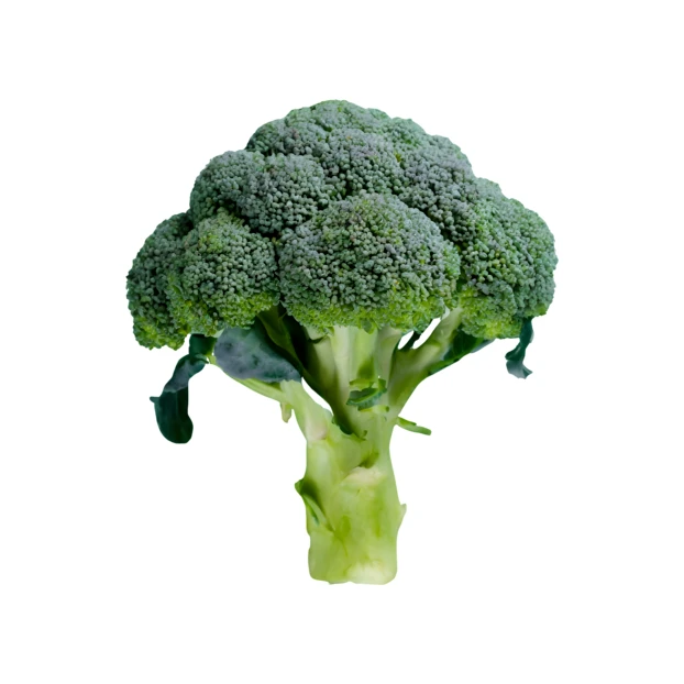 Fresh green broccoli head isolated on white background