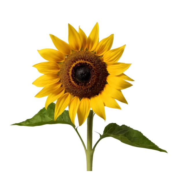 Single sunflower with green leaves isolated on white background