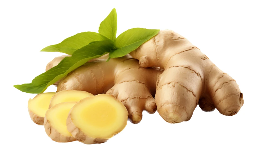 Fresh ginger root and slices with leaves on white background