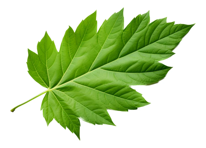 Single green lobed leaf isolated on white background