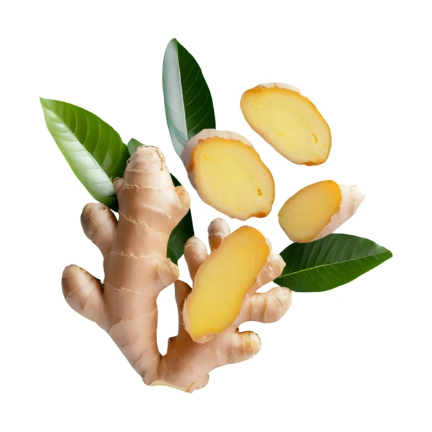 Fresh ginger root and slices with leaves on white background