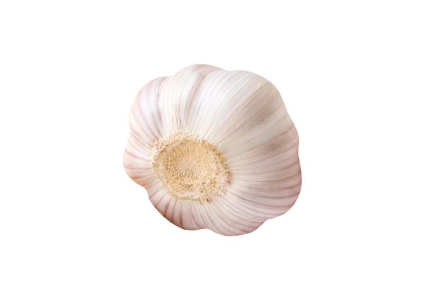 Single whole garlic bulb isolated on white background
