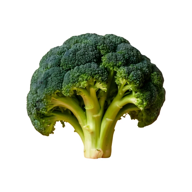 Fresh green broccoli head isolated on white background