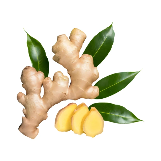 Fresh ginger root with slices and green leaves