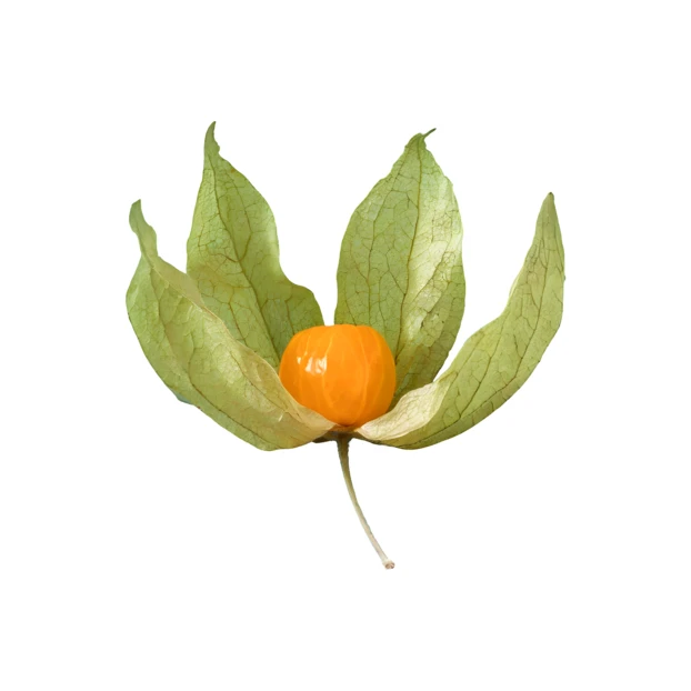 Single physalis berry with open husk isolated on white background