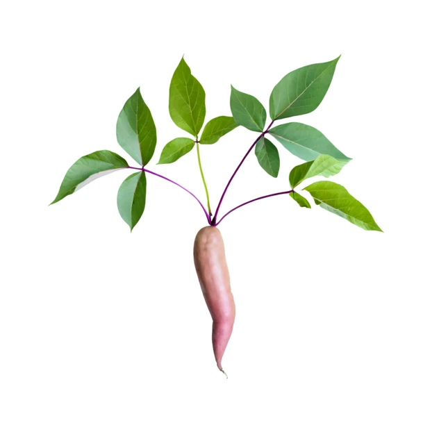 Single raw sweet potato with fresh leaves on white background