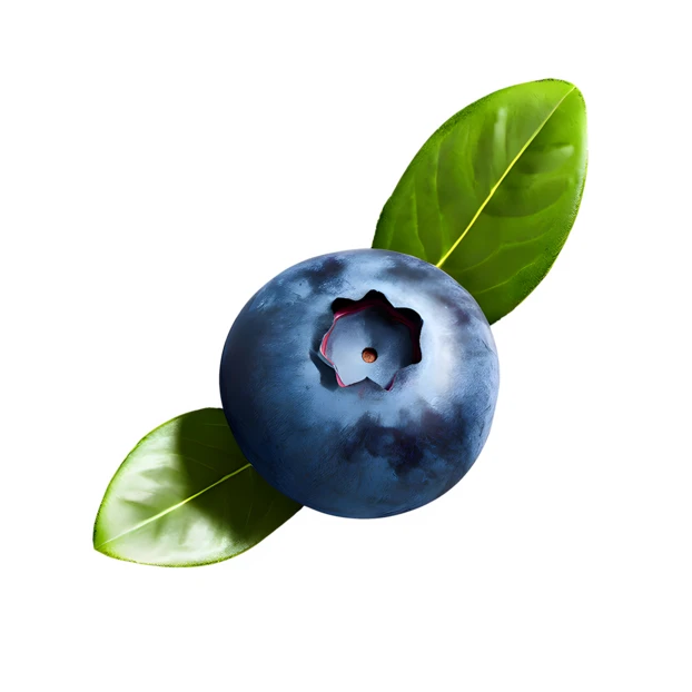 Single blueberry with green leaves isolated on white background