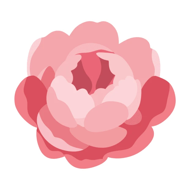 Stylized pink peony flower head illustration on white background