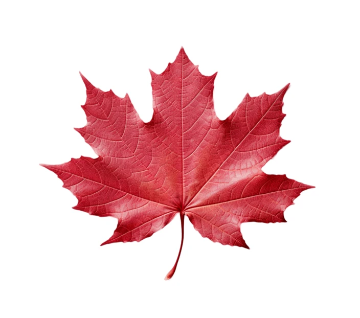 Vibrant red maple leaf isolated on white background