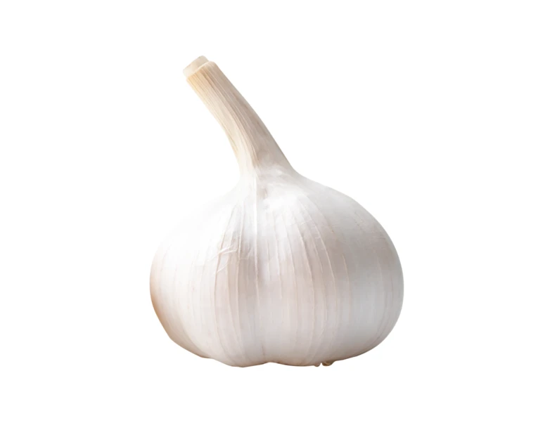 Single whole garlic bulb isolated on white background