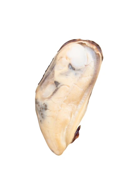 Single shucked mussel meat isolated on white background