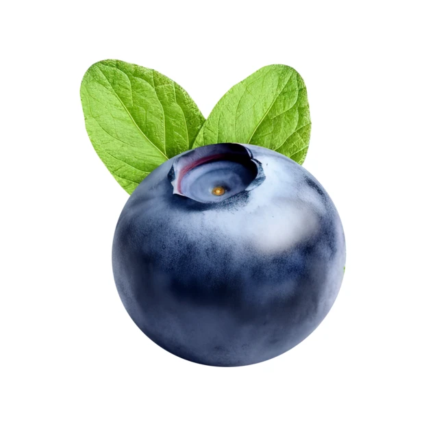 Single ripe blueberry with green leaves on white background