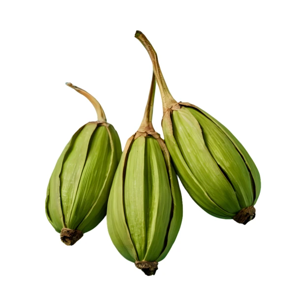 Three green cardamom pods isolated on white background