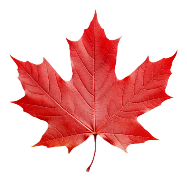 Vibrant red autumn maple leaf isolated on white background