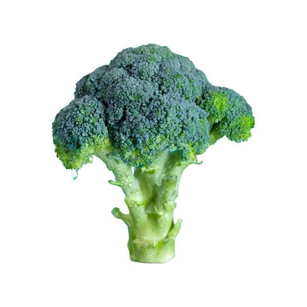 Fresh broccoli head isolated on white background