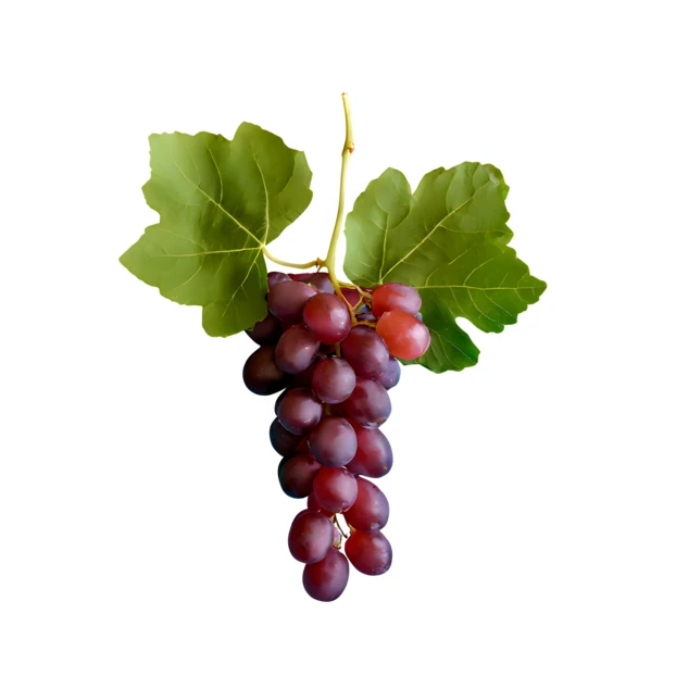 Bunch of fresh red grapes with leaves on white background
