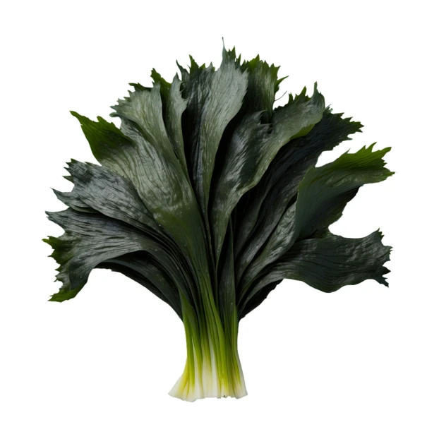 Fresh bunch of dark green leafy vegetables isolated on white