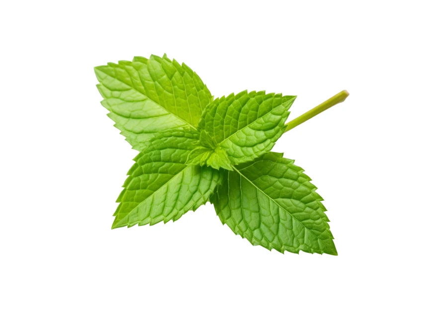 Fresh green mint leaves isolated on white background