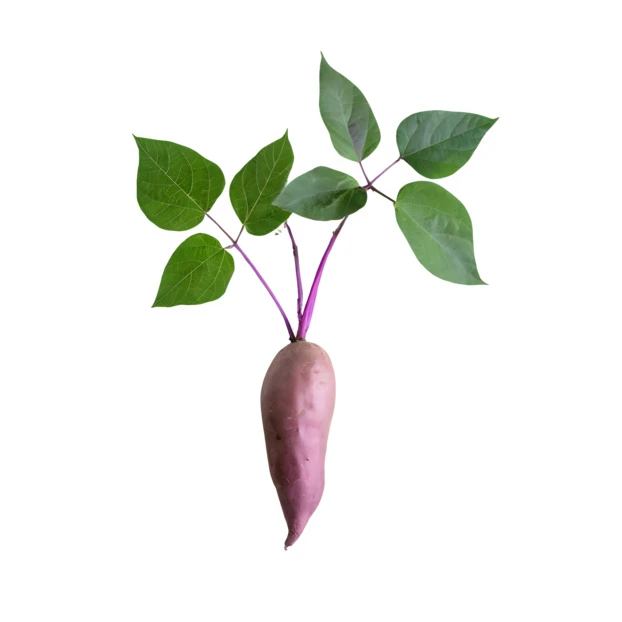 Fresh sweet potato with green leaves isolated on white background