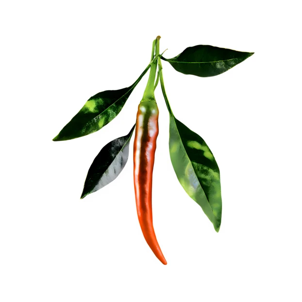 Fresh red chili pepper with green leaves on white background