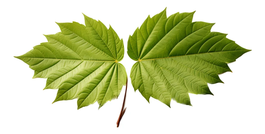 Two vibrant green maple leaves isolated on white background
