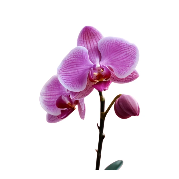 Purple phalaenopsis orchid flowers isolated on white background