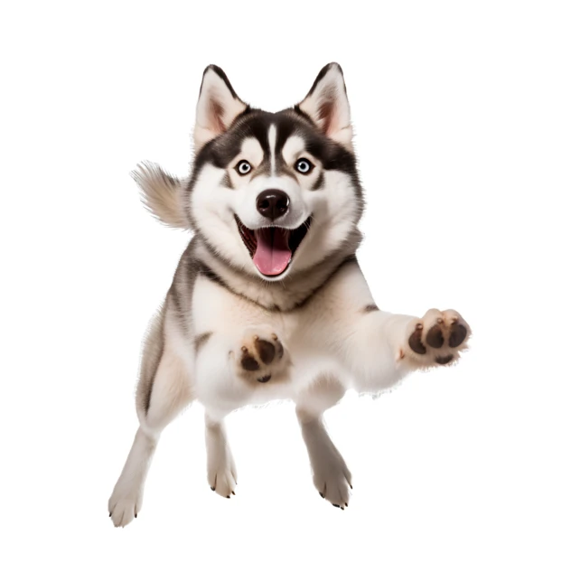Happy Siberian Husky jumping isolated on white background