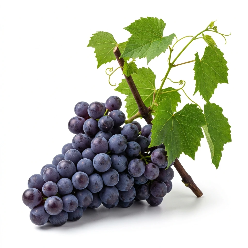 Fresh dark blue grapes with green leaves isolated on white