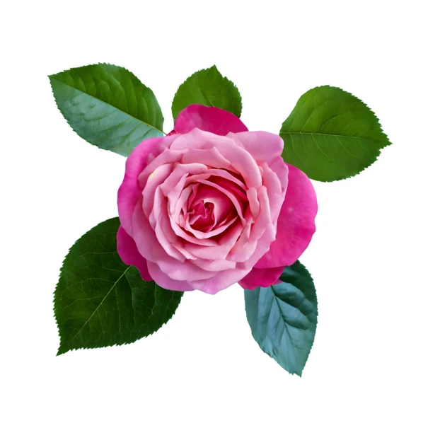 Pink rose flower with green leaves isolated on white